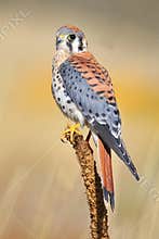 American kestrel sitting on a mullein