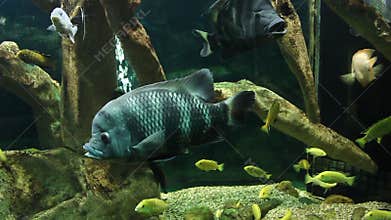 Aquarium with exotic fish