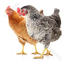 Two hens
