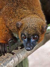 Red bellied lemur