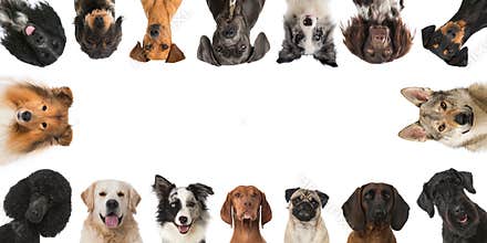 Breed dogs