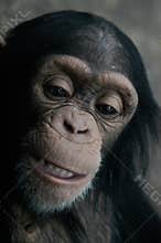 Chimpanzee (Pan Troglodyte)