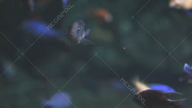 Amazon underwater biotope