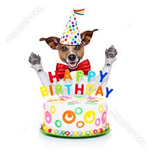 Happy birthday dog