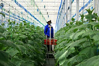 Greenhouse cucumber plantation