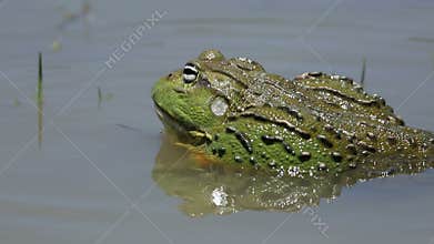 African giant bullfrog calling