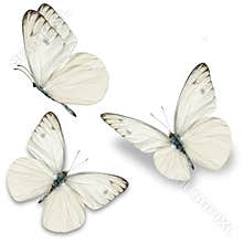 Three white butterfly