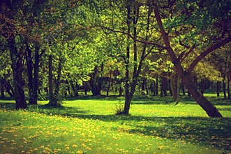 Green spring summer park. Blooming trees, dandelions
