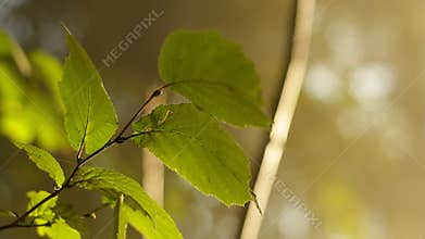Forest morning with sun lighting leaves