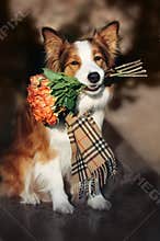 Red Border Collie dog holding a bouquet of flowers