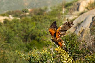 Adult Harris' Hawk