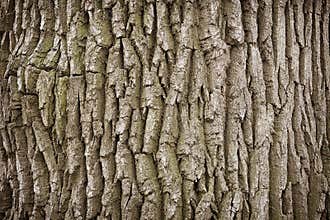 Close up of a tree trunk background