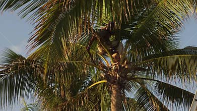 Man trimming palm tree