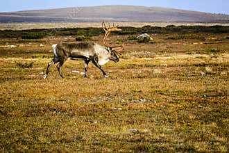 Reindeer on tundra