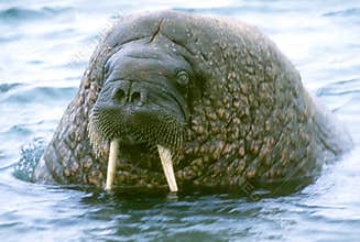 Walrus