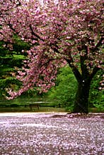 Incredible scene - Cherry blossom snow