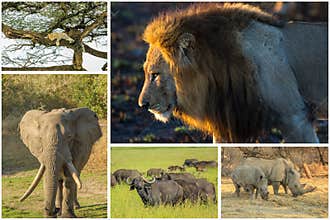 African Big Five