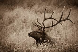 Rocky Mountain Elk in the Meadow
