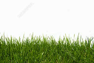 Organic Green Grass Isolated on White