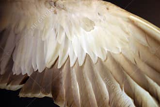 Angel wing (bird feathers from below)