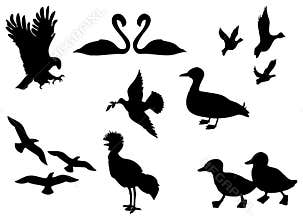 Bird Silhouette