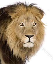 Close-up on a Lion's head (4 and a half years) - P