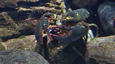 Lobster underwater