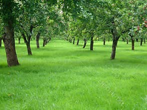 Apple Trees
