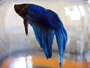 Beta Fish Macro