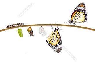 Isolated transformation of common tiger butterfly emerging from