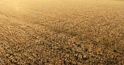 Flight over a field of wheat