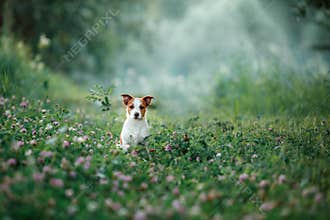 Dog walks on nature, greens, Jack Russell Terrier on the grass