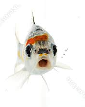 Silver Koi Fish