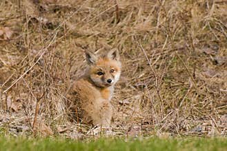 Baby Fox