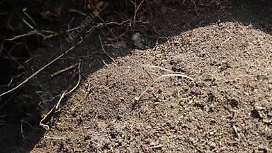 Ants swarming. Running around the nest.