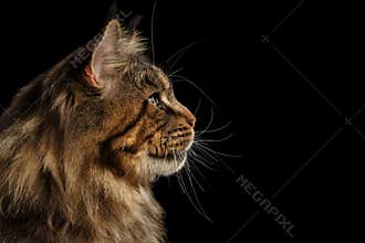 Closeup Huge Maine Coon Cat Profile Looks, Isolated Black Background