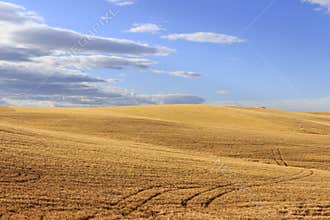 Between Apulia and Basilicata.Hilly landscape with cornfields.ITALY .