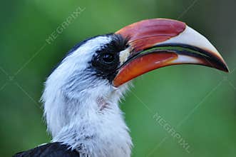 Hornbill in tropical rainforest