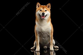 Pedigreed Shiba inu Dog Sitting, Smiling, Looks Curious, Black Background