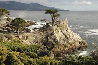 Lone Cypress, Carmel, CA