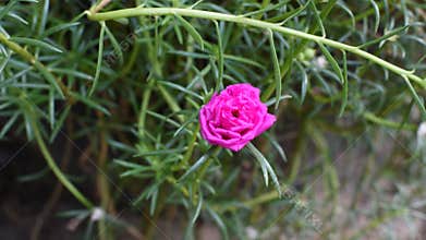 Moss-rose flower pink color blooming, Timelapse