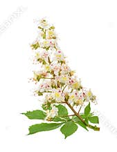Horse-chestnut (Aesculus hippocastanum, Conker tree) flowers iso