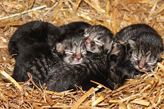 Newborn farm kittens
