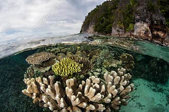 Corals Growing Near Limestone Island in Raja Ampat