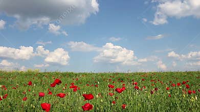 Poppies flower and blue sky spring