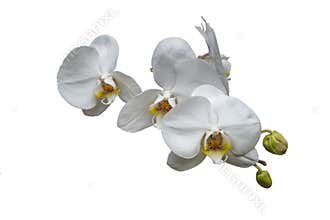 Bunch of white orchids with buds and yellow center isolated on w