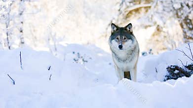 Wolf stands in beautiful winter forest