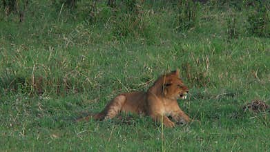 Lion cub in the Serengeti