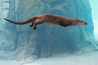 Otter swimming in water