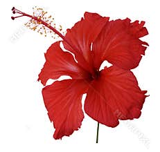 Red hibiscus flower isolated